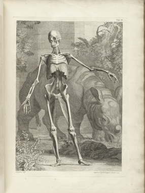 Fig. 3 Tabulae Sceleti et Musculorum, 4